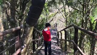 『拉拉山巴陵古道』走在稜線步道好心情隨山風飛起來