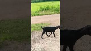 എന്തൊരു സൗന്ദര്യം#goat#petlovers#funny#animal#comedy#shorts#viral#yt