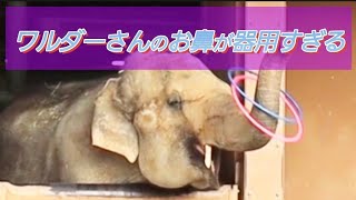 【東山動物園】うららちゃんたちがお部屋に入る時間を教えてくれるワルダーさん💕すごく賢いワルダーさんに注目して下さい(^^♪