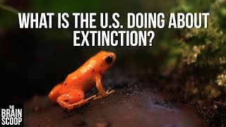 What S An Endangered Species