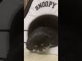 大いびきをかくペキニーズwww a dog that snores.