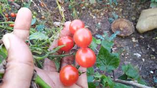 Ramamulakapallu...vittanalu kadutunnam..charri tomotos Desi seeds😍