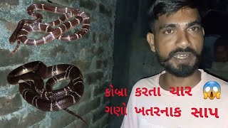 કોબ્રા કરતા ચાર ગણો ખતરનાક સાપ full venomous snake comon kret snake