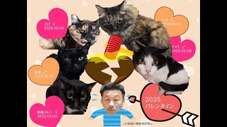 保護猫の楽園　2月7日の無人ライブ　夜のポンハウスの社員達