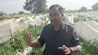 फसल कवर के उपयोग से टमाटर की फसल Tomato crop using crop cover