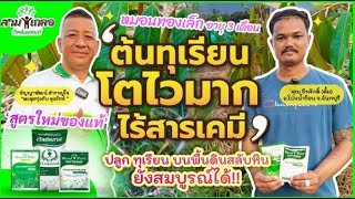 สามเกลอเวิลด์แพลนท์ เคล็ดลับทำสวนทุเรียนเล็กบนดินผสมหินเอาอยู่ !! ไม่มีสารเคมีผสมเลย