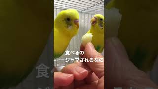 りんご大好き食べるのジャマしないで〜 #Shorts #インコ #セキセイインコ