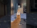 funnydcat funny animals dog cat funnyvideos funnyvideo cats funnyanimals funnycats dogs