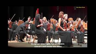STRAY CAT INTERRUPTS LIVE ORCHESTRA CONCERT