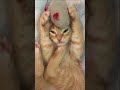 Gatos Graciosos - Videos de Risa de Gatos Chistosos # 15 #Shorts