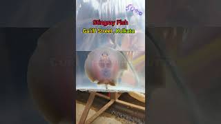 Stingray Fish Price In Kolkata | Stingray Aquarium Fish price | Stingray Fish Price In Galiff Street