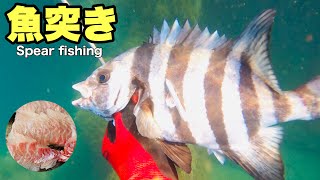 【魚突き】お酒のつまみは自ら海に潜って獲ってくる【Spear fishing】