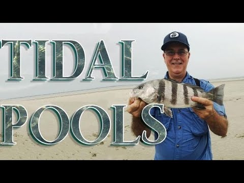 Fishing Tidal Pools Youtube