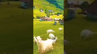 Exploring Swiss Village - Village Life - Switzerland