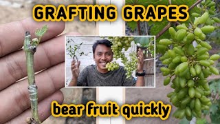 Grafting grapes (result)