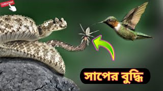 🤔 সাপটার শিকার ধরার বুদ্ধি | Spider-Tailed Horned Viper Hunting A Bird Bangla | Snake | Birds | পাখি