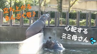 【カバ】何度も立ち上がるまんぷく君＆心配ミミ母さん♪　2021/10/26　とべ動物園