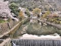 20160406 古都散歩Ⅴ 桜紀行２ 嵯峨野に古寺を巡り夕暮れの桂川