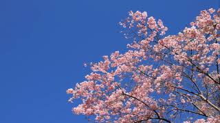 【旅エイター】★桜前線『吉野山の桜①』　奈良県吉野町・一人旅・一人旅