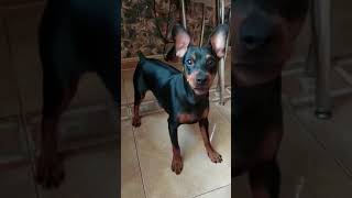 Fort. Miniature pinscher breed. An excellent dog for keeping in an apartment. #Shorts.