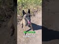 the dog s heroic chase thief caught and purse saved ... short shortsviral shortsfeed