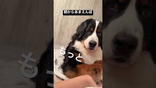 朝からあまえんぼする大きな犬 #バーニーズ #1歳1ヶ月