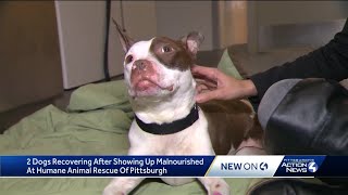 2 dogs recovering after showing up malnourished at Humane Animal Rescue of Pittsburgh