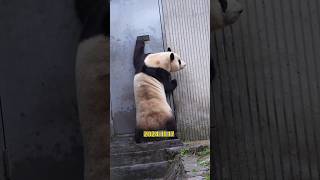 11.17福公主一出门就来“小卖铺”点餐😂 #大熊猫 #大熊猫福宝 #大熊貓 #panda