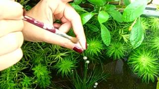 The Pollination of an Eriocaulon sp. 'Mato Grosso' - RareAquaticPlants