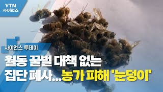 월동 꿀벌 대책 없는 집단 폐사...농가 피해 '눈덩이' / YTN 사이언스