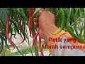 CMK Akar Panen Ke-2 Umur 84 Hst 25.000/Kg || Cabe Merah Keriting