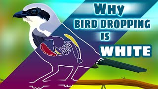 Why is Bird poop White : Strange Facts about Avian Life