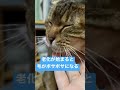 【老猫】ネコは何歳から老化するのか！？ shorts