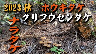 久しぶりにキノコ狩りに行ってきた。クリフウセンタケ　ナラタケ　ホウキタケなど　2023 10月19日