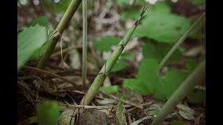 【山菜採り】北国のタケノコといったらやっぱりこれ！