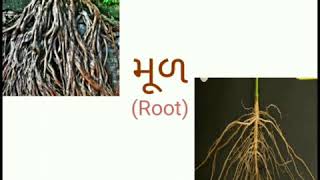 ધોરણ:6 | વિજ્ઞાન | પ્રકરણ 7 :વનસ્પતિ વિશે જાણીએ | મૂળ | Part:3 |# L:7