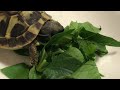 ヘルマンリクガメ🐢リクガメ飼育🌟成長記録🐢＃１🐢🌈