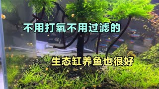 不用打氧不用过滤的生态缸，养鱼真的很舒服，你也可以试一下