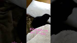 【黒猫】目がまわれまわれおくろはん　#shorts #黒猫 #blackcat #久保田利伸 #ラブソング