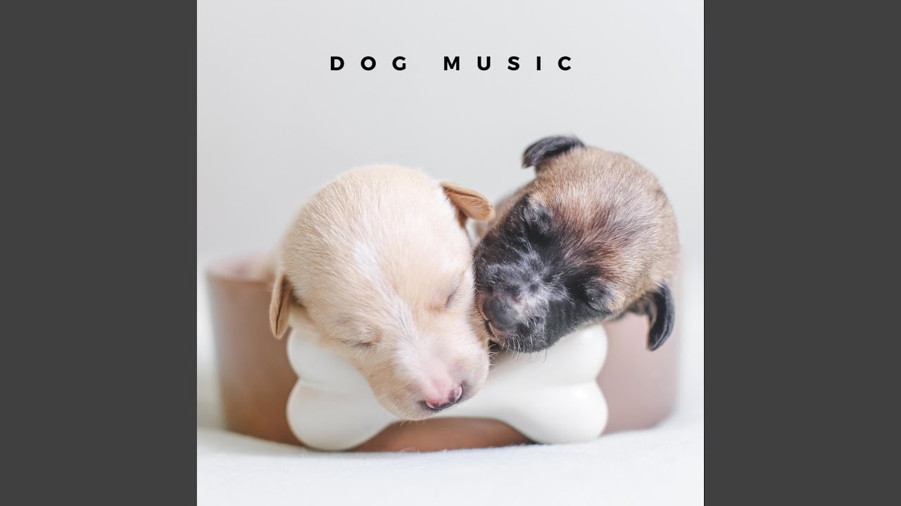 Comfort Music For Puppies Youtube Music