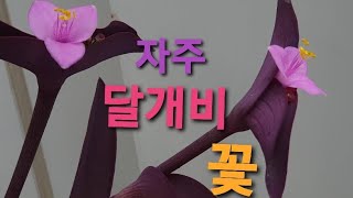 자주달개비 꽃이 피었어요