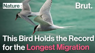The Arctic Tern Holds the Record for the Longest Migration