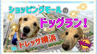 ショッピングモールにあるドッグランで走り回る親子犬 | Let’s go to the dog run in the shopping mall!!【vlog】