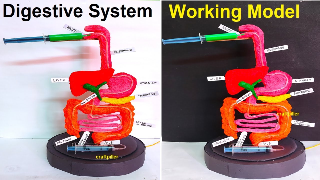 Digestive System Model Project