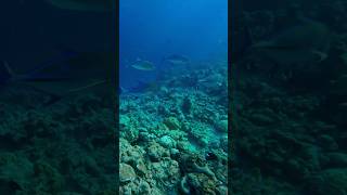 Indian Ocean snorkeling. Maldives #maldives #snorkeling