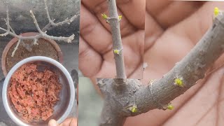 सुखते पौधे मे सिर्फ5 दिनों मे दिखी एक नही कई सारे उम्मीद की किरण|how to save dying plant #planyscare