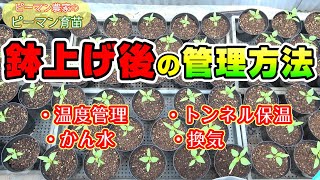 【ピーマン栽培】ピーマン育苗～鉢上げ後の温度は？水やりは？