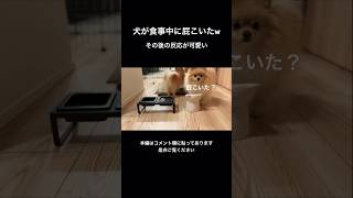 食事中におならするポメラニアン　#shorts #犬のいる暮らし　#多頭飼い