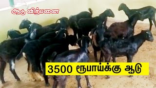 சேலம் கருப்பு ஆடு விற்பனை, நாட்டு ஆடு, வளர்ப்பு குட்டி , salem black goats | Goat Farm | Black sheep