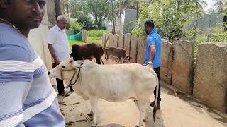 selected benguluru cows